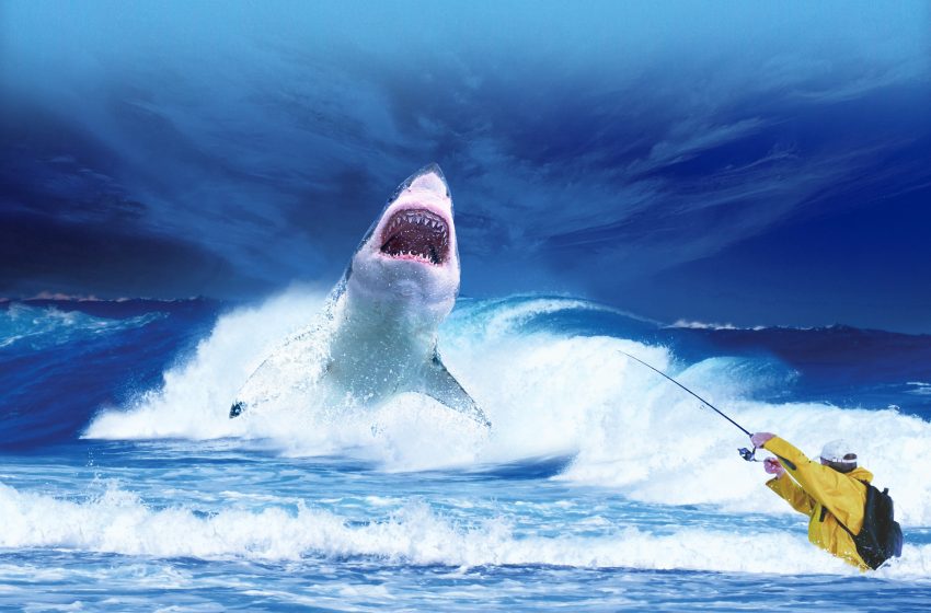  Grisly new footage shows orcas attacking a great white shark and eating its liver