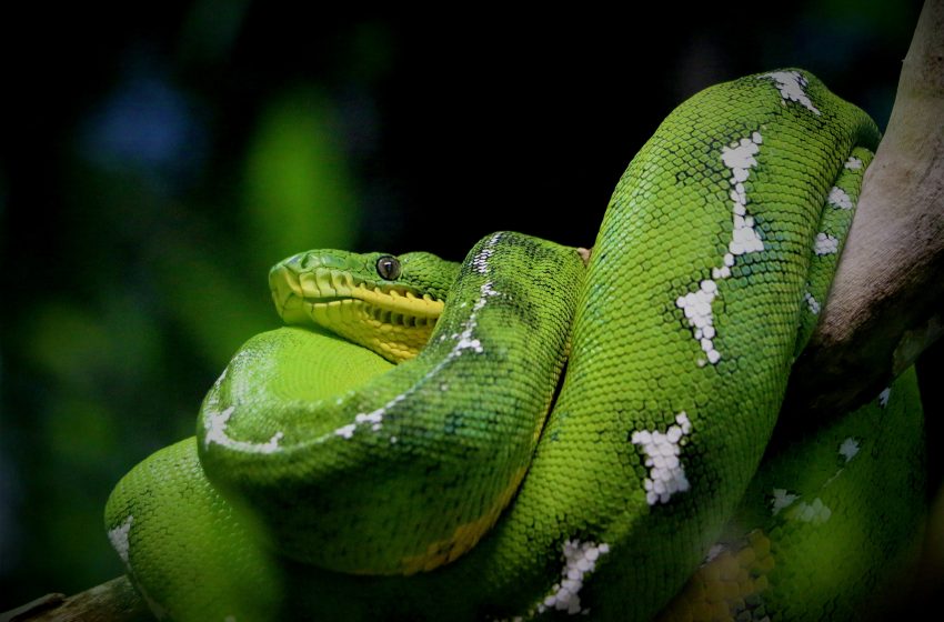  Jaw-dropping study reveals how pythons can devour super-size prey