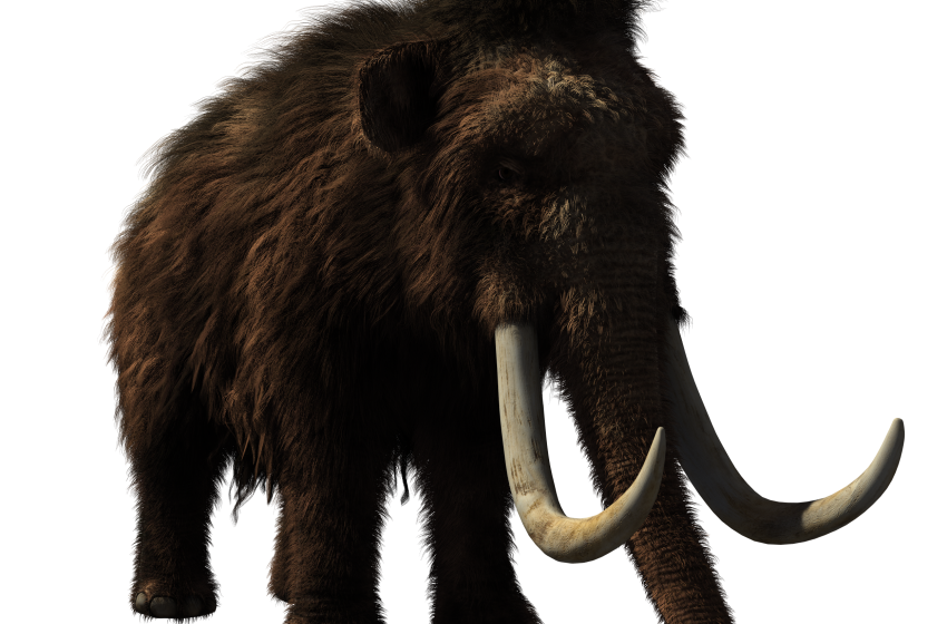  The CIA wants to bring woolly mammoths back from extinction