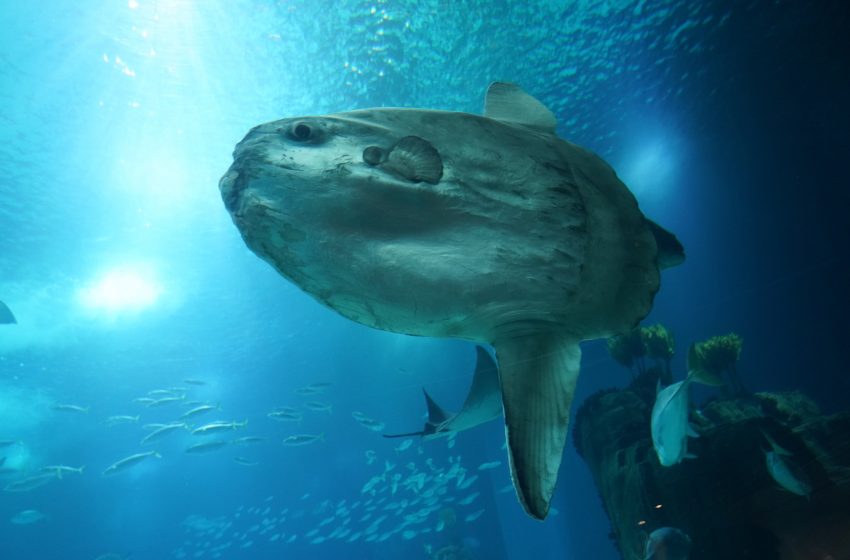  ‘Majestic’ 3-ton sunfish sets a new world record for largest bony fish ever discovered