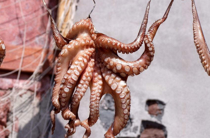  Octopuses fling shells and sand at each other, and scientists caught their battles on video