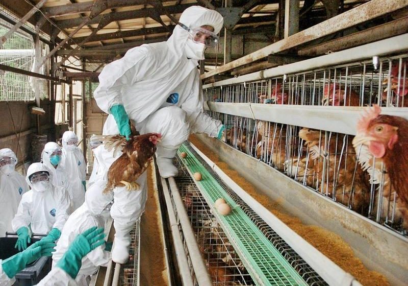  Avian flu outbreak sparks record slaughter of 10m birds in Japan